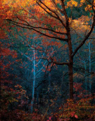 On an early October morning, Larry was hiking along Laughery Creek with Jane, his wife of 30 years, at Versailles State Park on Creekside Trail when they found this landscape. The couple loves to hike in their spare time. Jane finds interesting compositions for photos, and Larry takes the shots.