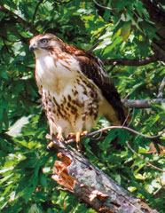 Crystal snapped this photo of a red-tailed hawk on a late September morning at Kankakee Fish & Wildlife Area. She was moving to another section of the area when she spotted the hawk in a tree overlooking the Yellow River. Browne is a physician biller for a local hospital.