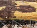 Thousand Cankers Disease of Black Walnut, photo courtesy of Ned Tisserate, Colorado State University