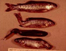 whirling disease, photo courtesy of Colorado Division of Wildlife