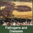 Thousand Cankers Disease of Black Walnut, photo courtesy of Ned Tisserate, Colorado State University