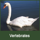 terrestrial vertebrates