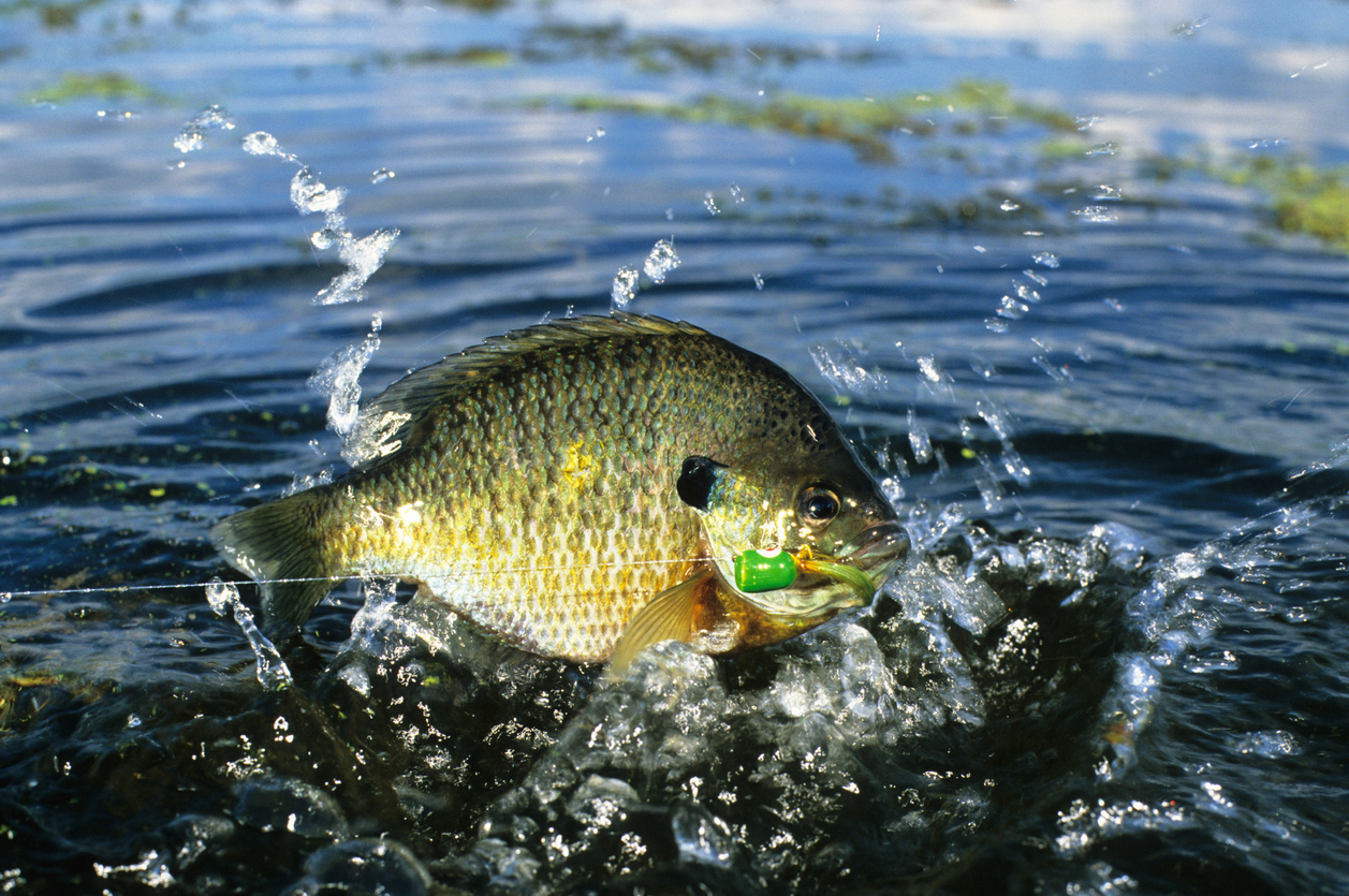Learn To Fish - All-Waters
