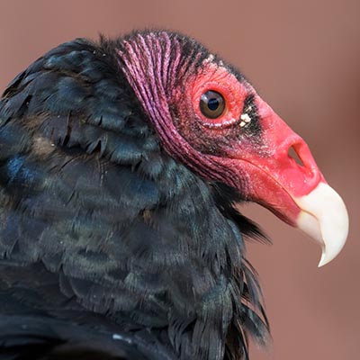 Turkey Vulture - American Bird Conservancy