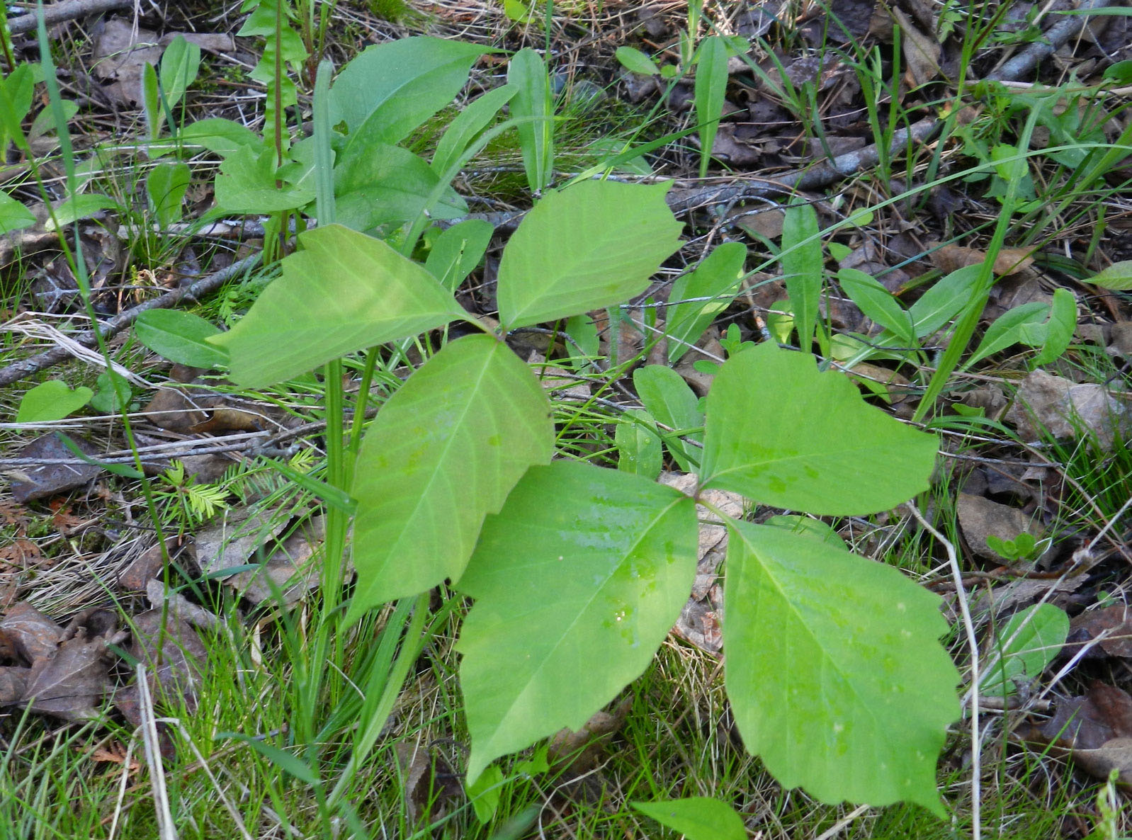 Poison Ivy. Image by Steven Katovich, Bugwood.org.