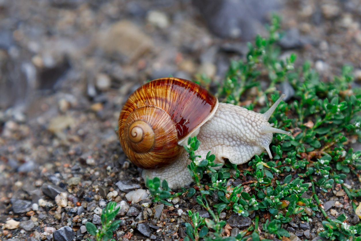 DNR: DNR Kids Learning & Activities: Snails