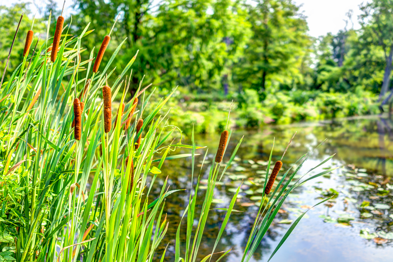 cattails Cattails