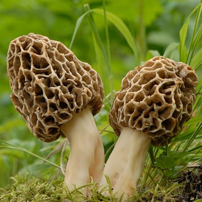 Morel mushroom Morel mushroom
