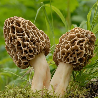 Morel mushroom