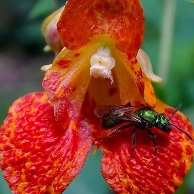 Jewelweed