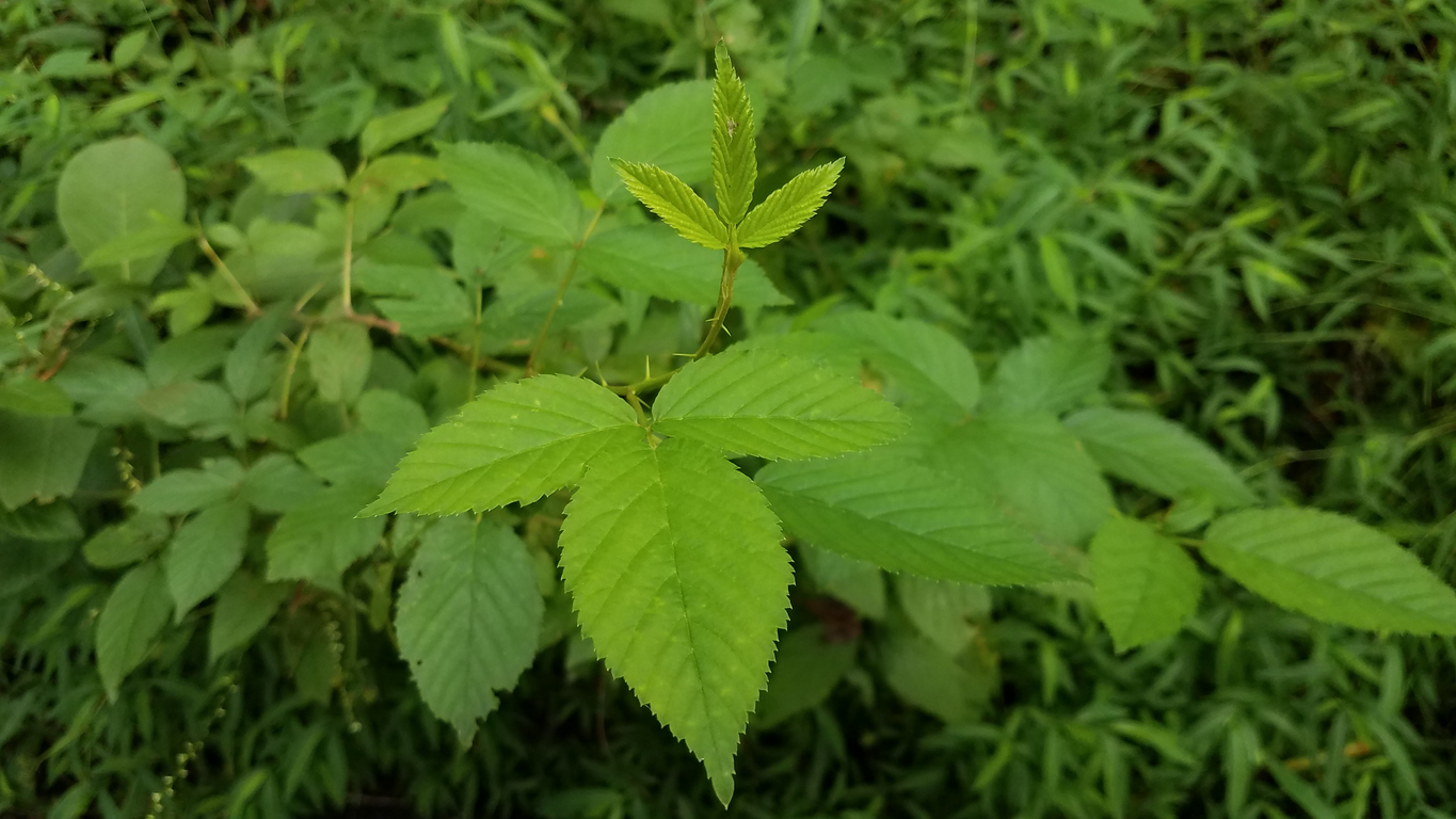 Poison Ivy