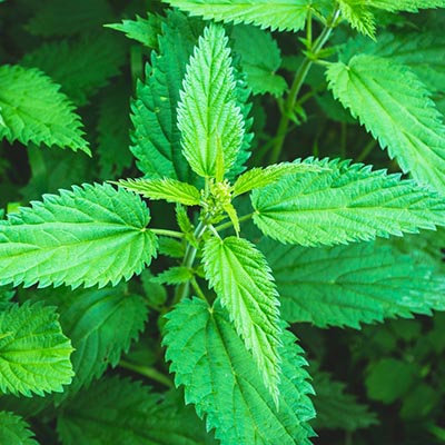 DNR: DNR Kids Learning & Activities: Stinging Nettles
