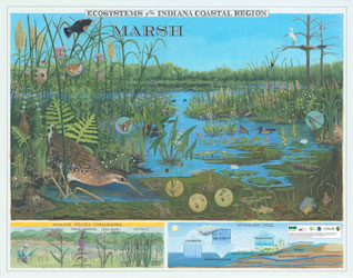 2018 Ecosystems of the Indiana Coastal Region poster