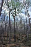 Donaldson's Woods Nature Preserve