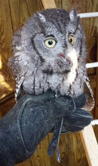 Owl Owl