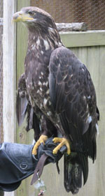 Eagle Eagle