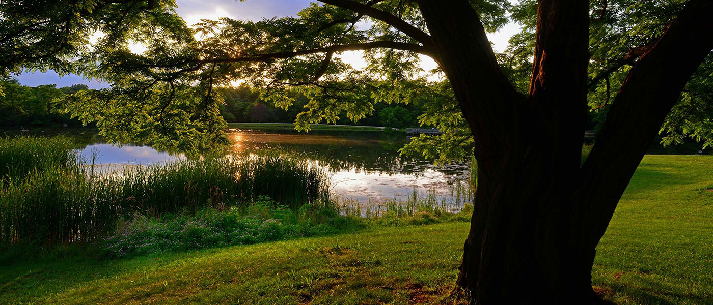 tree and a lake at sunset