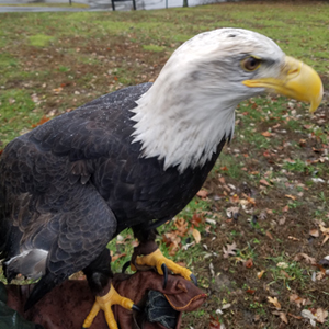 Dnr State Parks Patoka Lake Raptor Journal 19