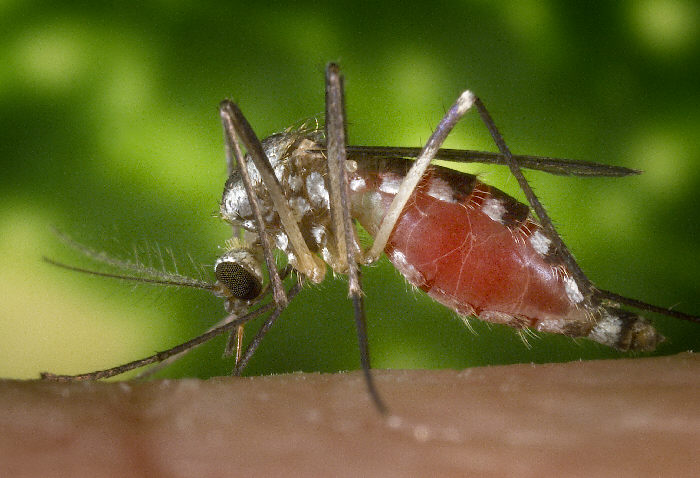 Aedes triseriatus. Centers for Disease Control and Prevention.