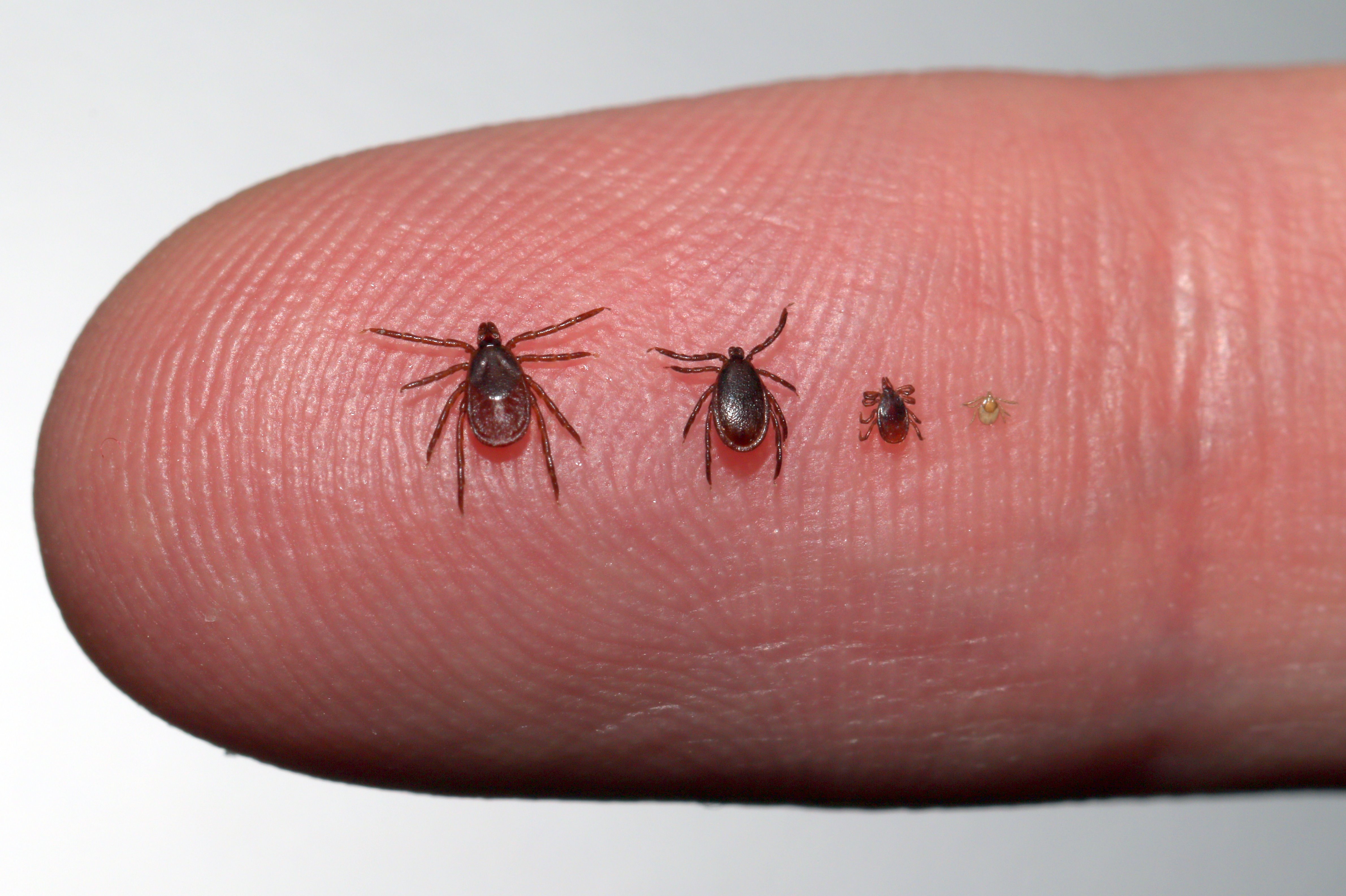 Ixodes scapularis on finger. Left to right: Adult female, adult male, nymph, larva. Photo: Bryan Price, Indiana State Department of Health.