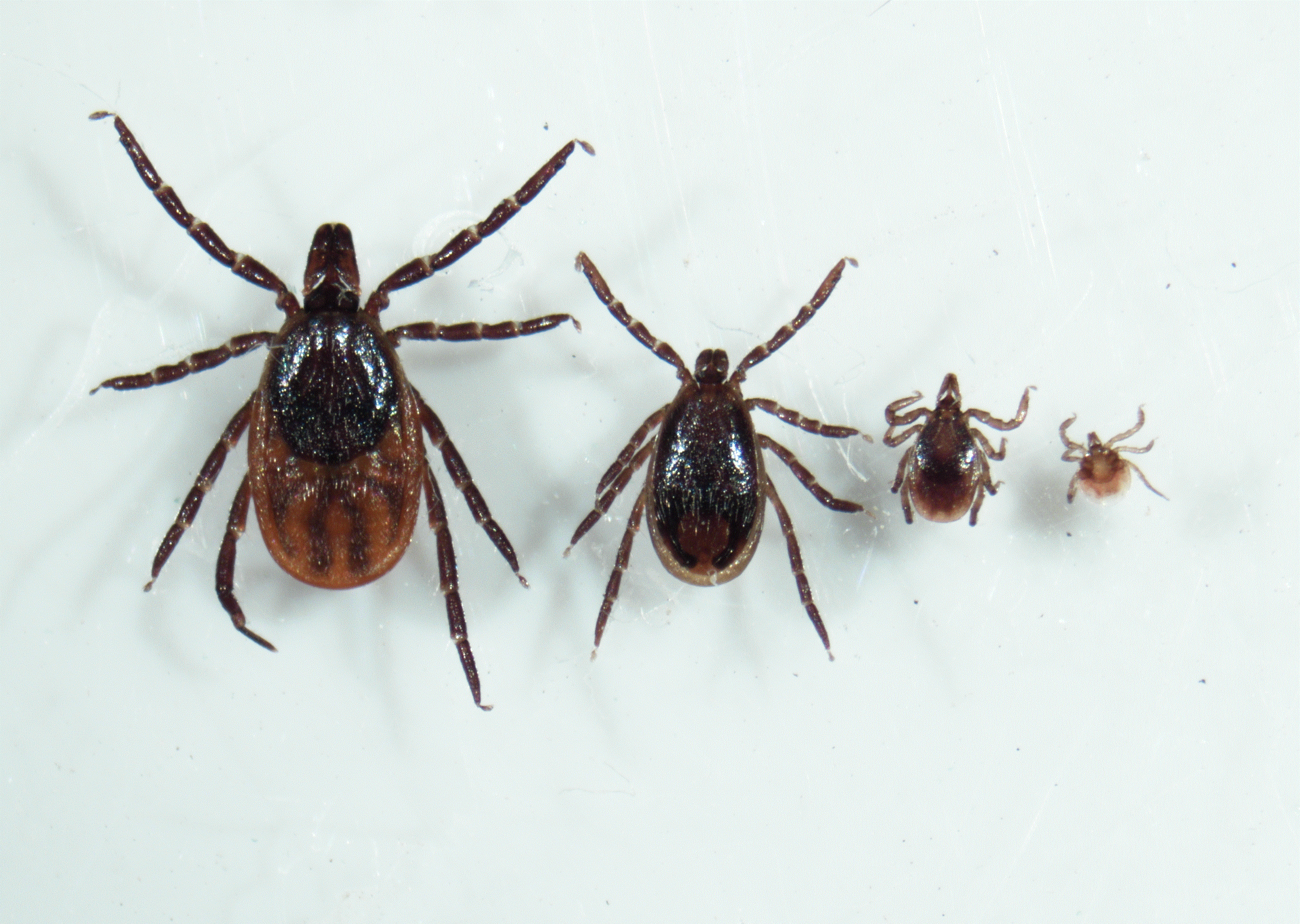 Ixodes scapularis magnified. Left to right: Adult female, adult male, nymph, larva. Photo: Lee Green, Indiana State Department of Health.