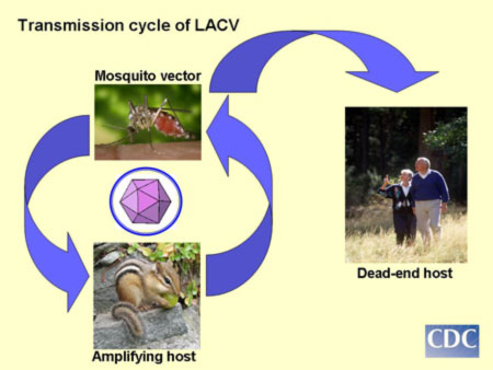 Transmission cycle of La Crosse virus. Centers for Disease Control and Prevention.