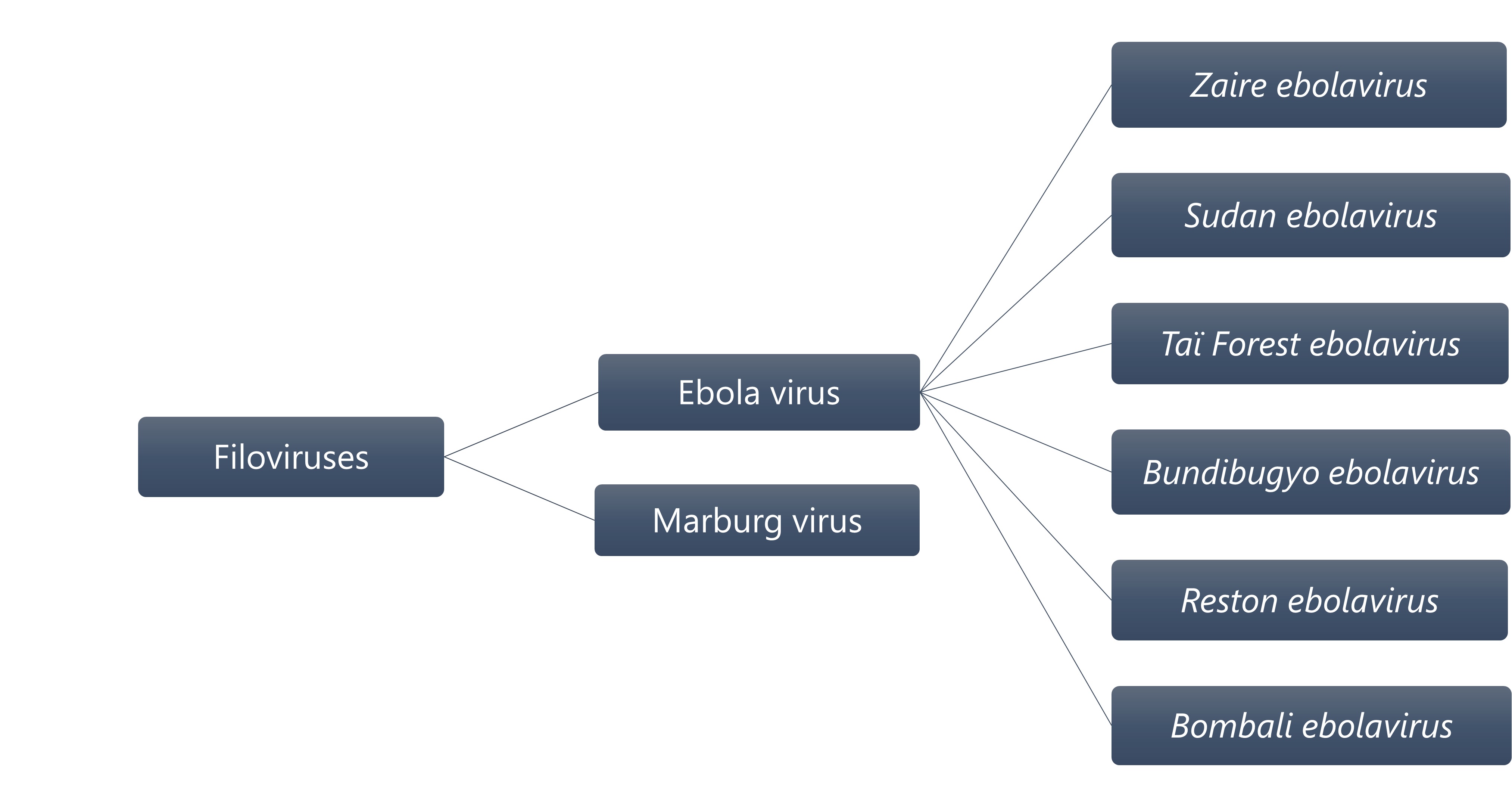 Filoviruses Hierarchy