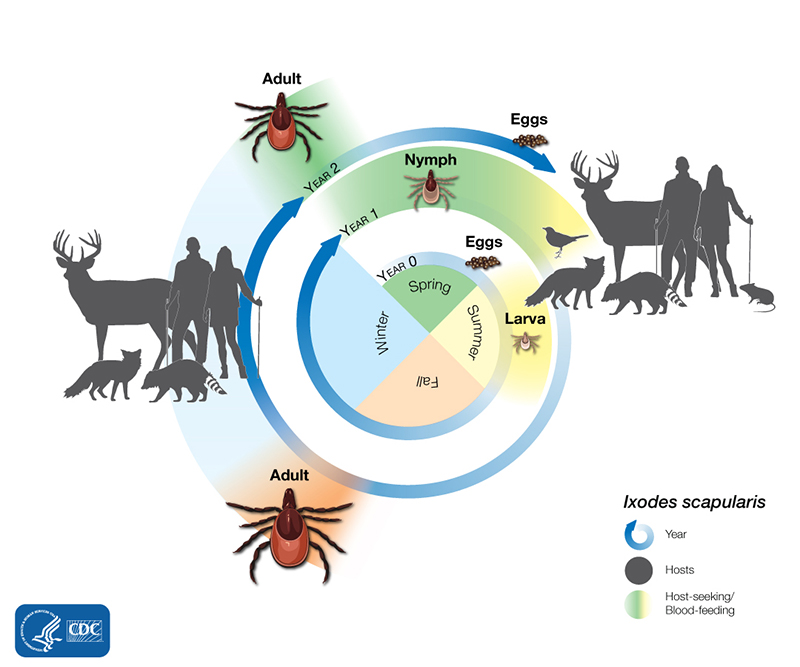 The life cycle of the blacklegged tick (Ixodes scapularis). Graphic: Centers for Disease Control and Prevention.
