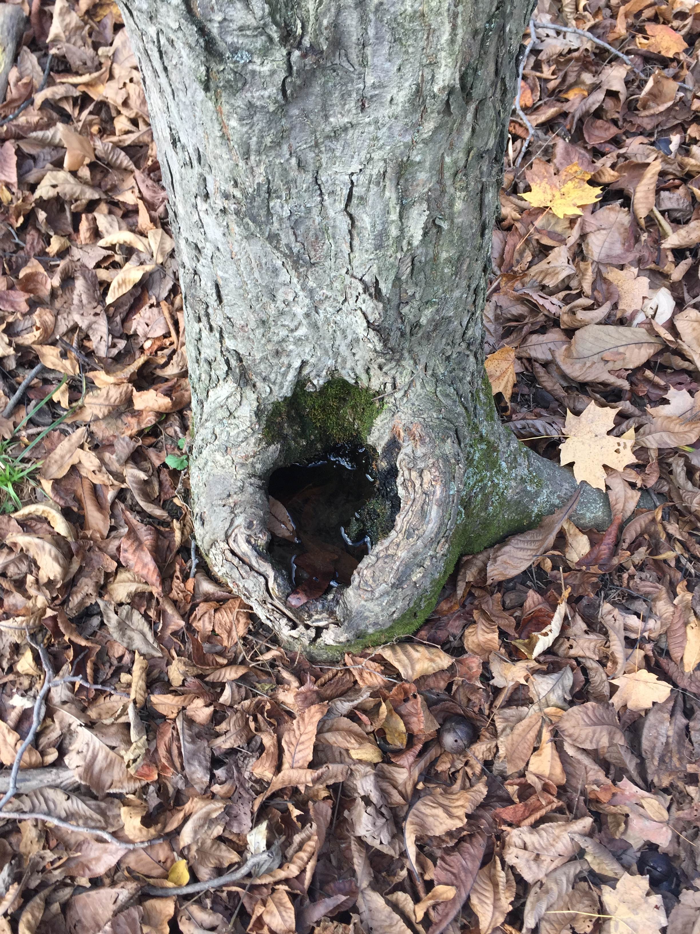 Tree hole containing water; preferred breeding site for Aedes triseriatus mosquitoes. Indiana State Department of Health.
