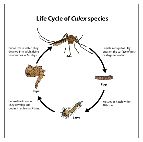 culex_mosquito_lifecycle
