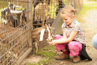 Girl Feeding Goats
