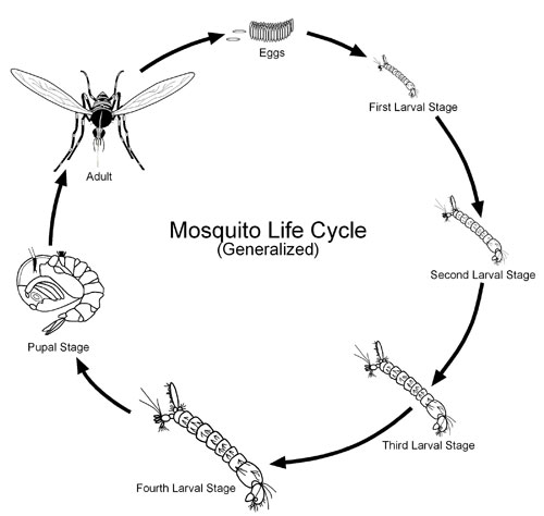 Mosquito life cycle. Illustration: Scott Charlesworth, Purdue University.