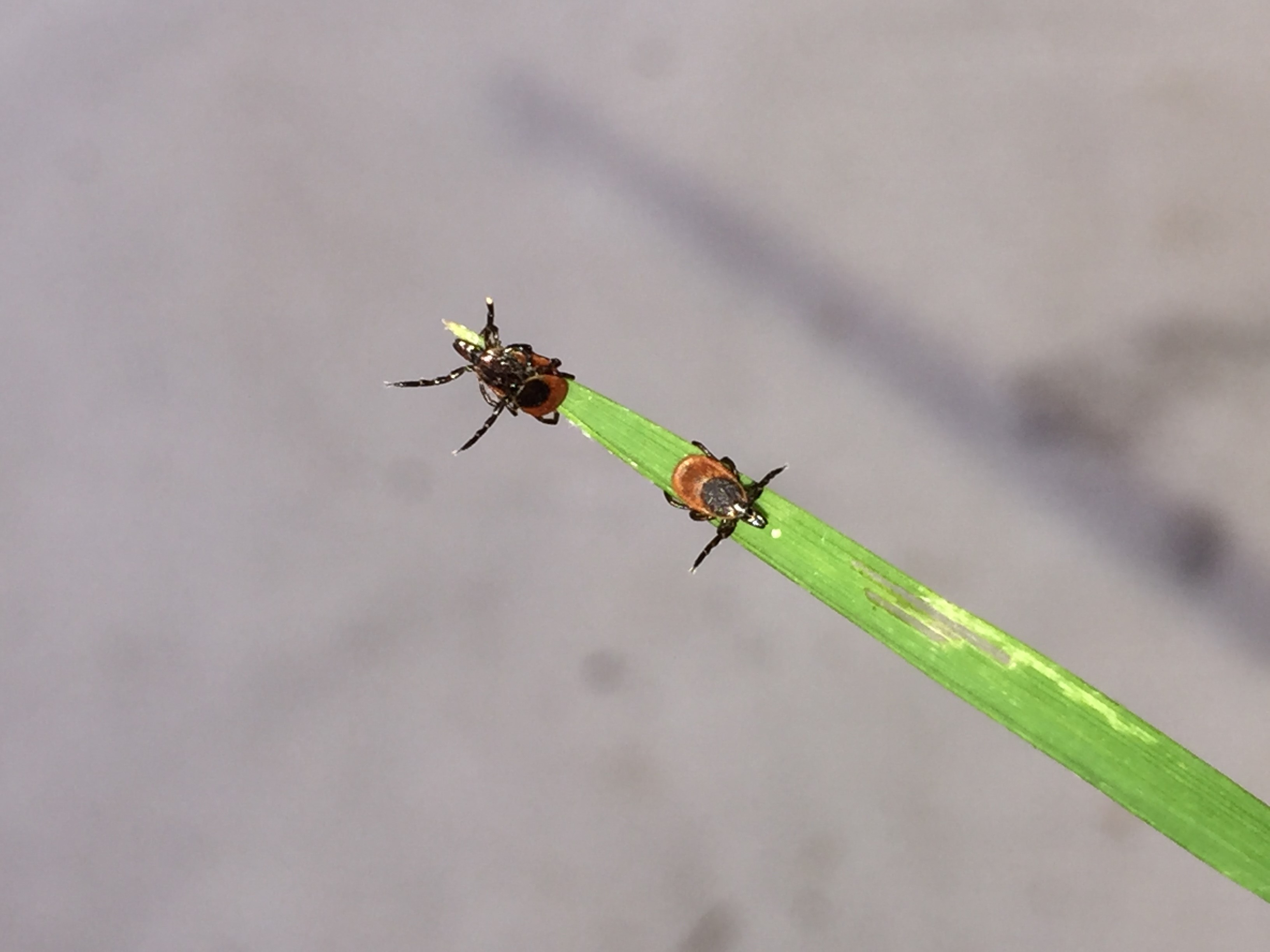 Questing adult Ixodes scapularis ticks. Photo: Lee Green, Indiana State Department of Health
