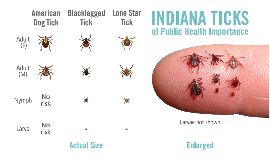 Indiana Ticks ID