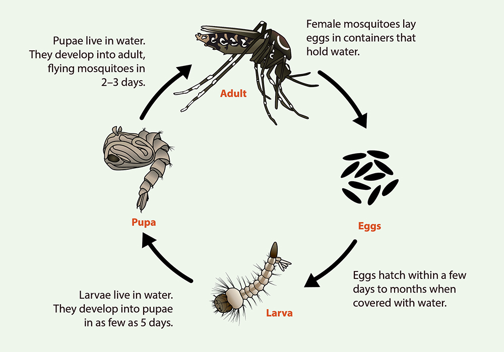 aedes_life_cycle