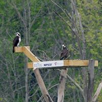 Osprey Platform 2