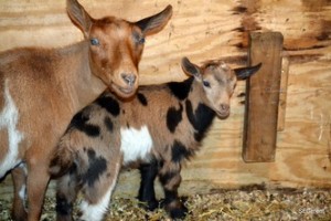 New for 2014 is the Twin Willows Farm 1st Annual Spring Open House on March 15, 2014.