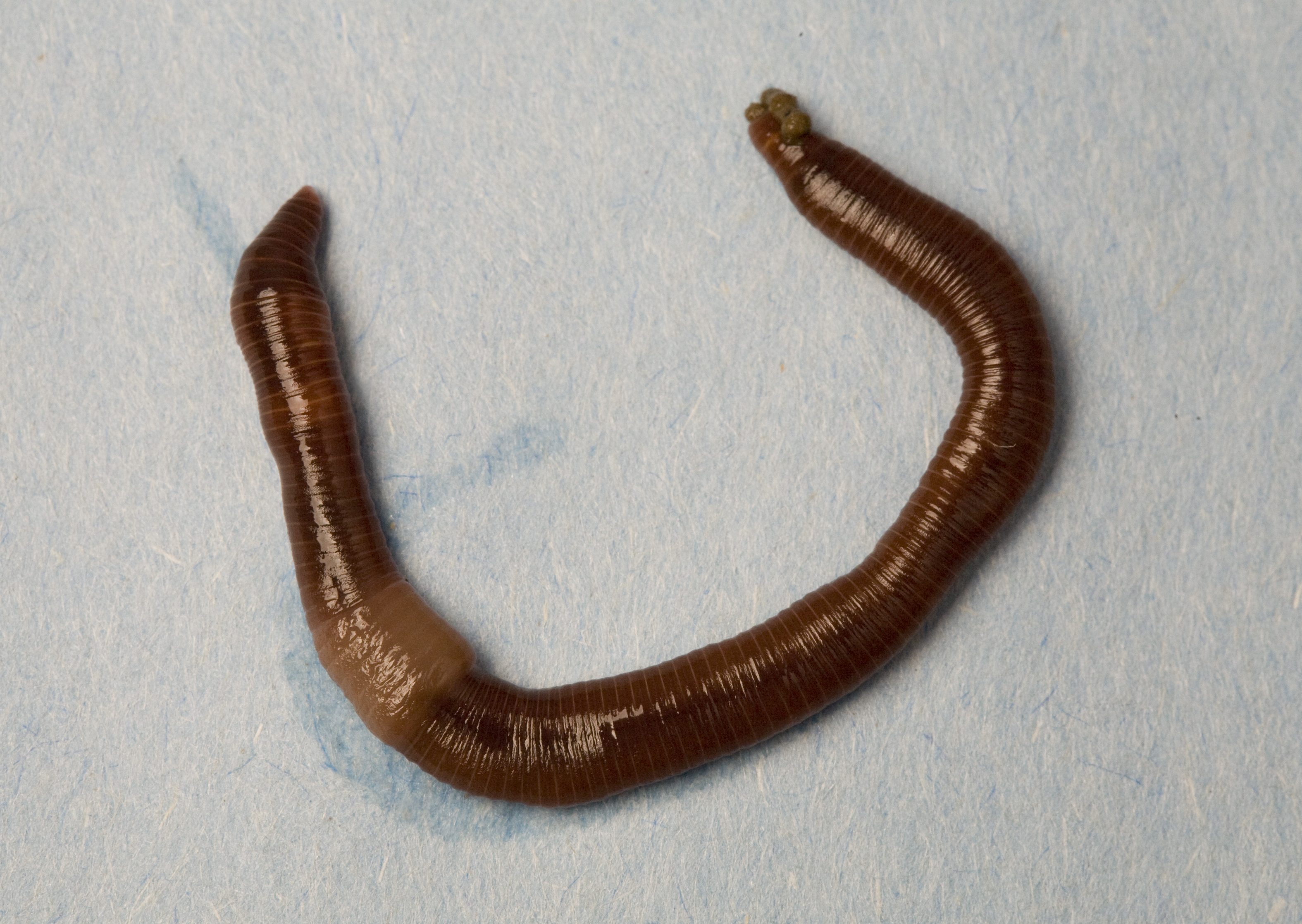 IDEM Composting With Worms Lesson Plan for Preschoolers