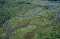 tamarack bog