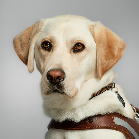 Fiesta, Bonnie Bomer's Guide Dog at Indiana Disability Rights