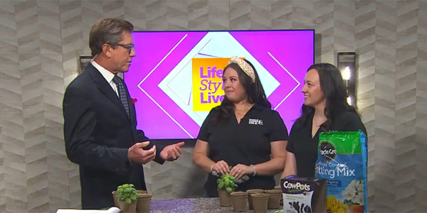 cow pot presentation