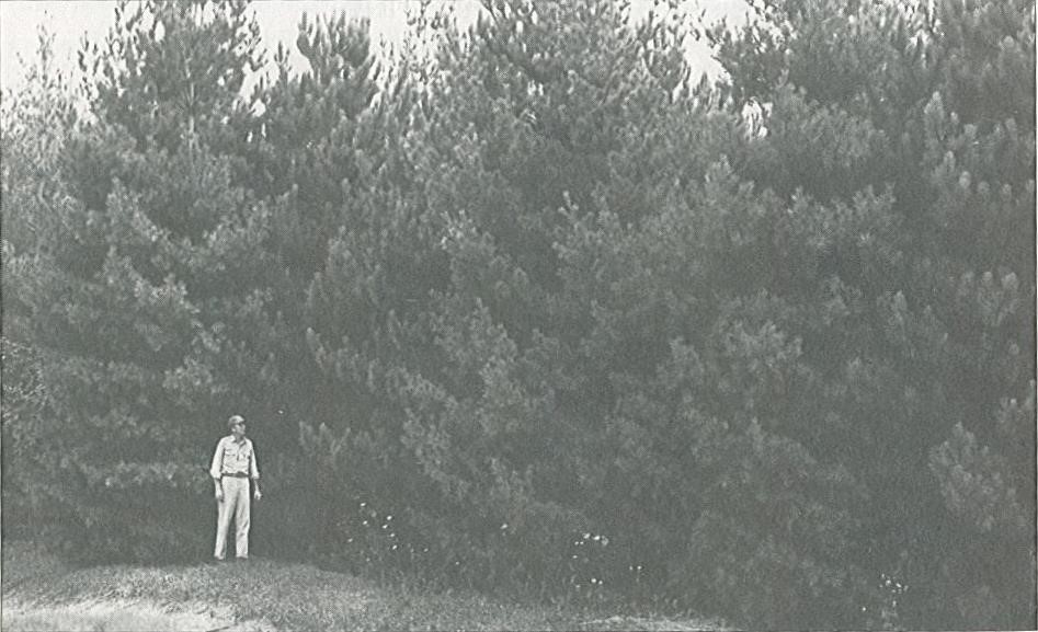 Pine trees were planted on NSWC, Crane grounds by the Resettlement Administration as part of the New Deal Program.  Picture taken in 1955 (CRANE NSWC, US NAVY).