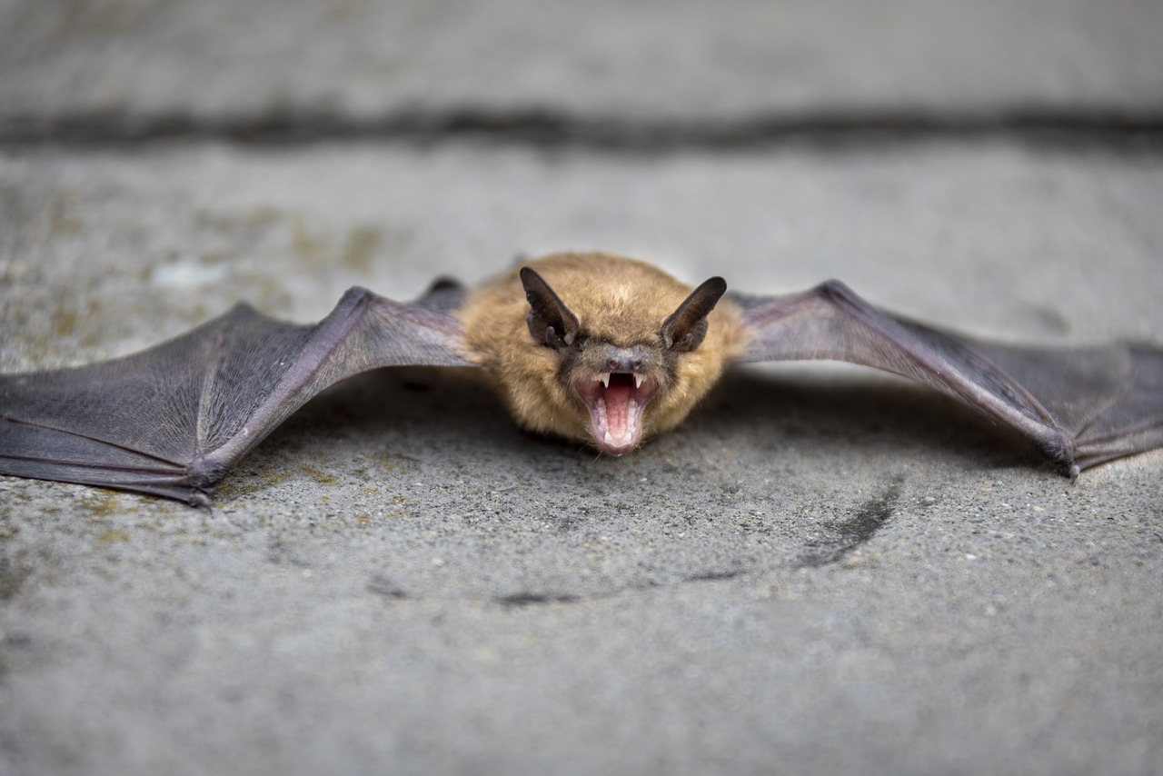 angry bat