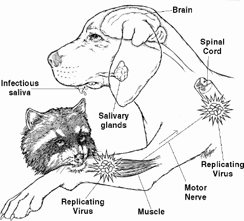 rabies after dog bite