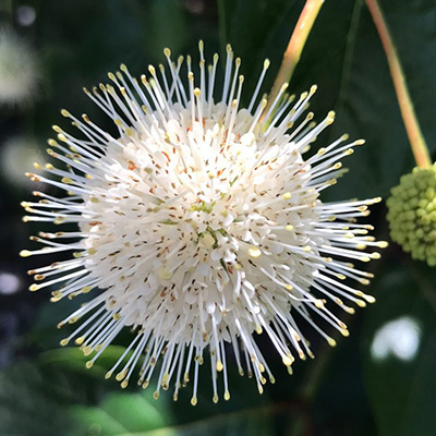 Buttonbush Button