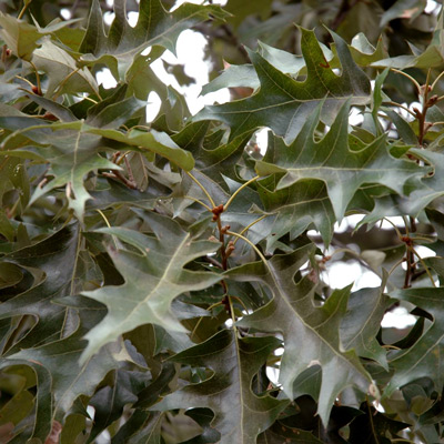 Cherrybark Oak Leaves