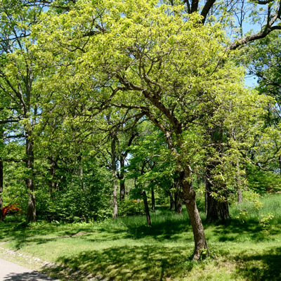 Dwarf Chinquapin Oak