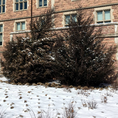 Eastern Red Cedar Tree