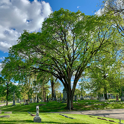 Elm Tree