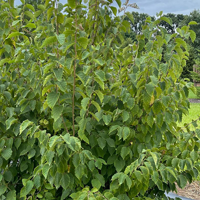 Hazelnut Tree